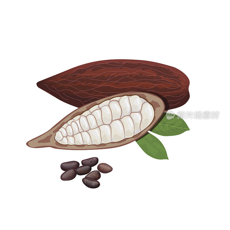 Fresh ripe Cocoa fruit. Cacao pod leaves and beans. Chocolate color